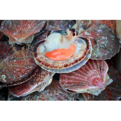 COQUILLES ST-JACQUES (Les 5)