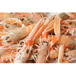 LANGOUSTINE DE FRANCE crue  calibre moyenne