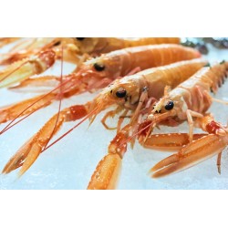 LANGOUSTINE DE FRANCE crue  calibre grosse