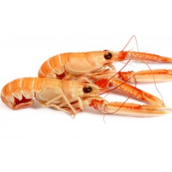 LANGOUSTINE DE FRANCE grosse cuite par nos soins