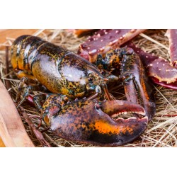 HOMARD CANADIEN vivant