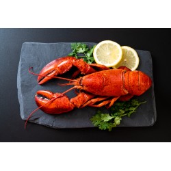 HOMARD BRETON cuit