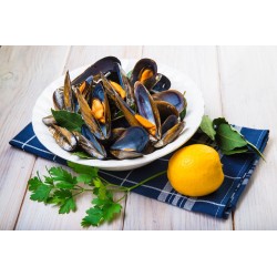 MOULE D'ESPAGNE