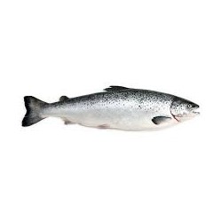 Saumon entier