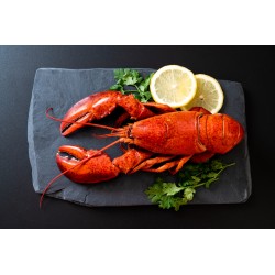 Homard 1 queue 2 pince